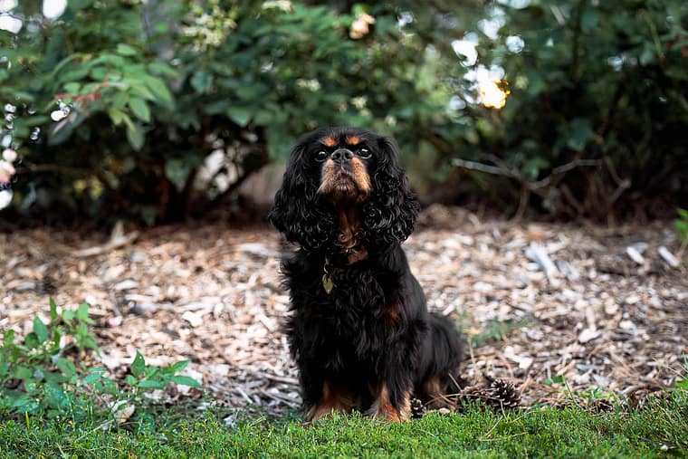 end of life dog photo session at Gairloch Gardens.