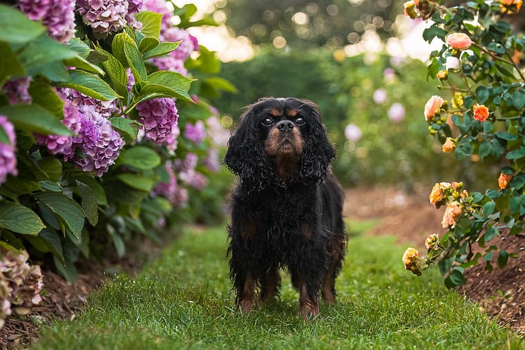 black dog with flowers at a photoshoot.