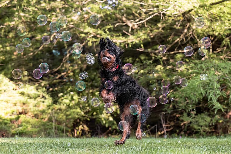 dog action image at Gairloch Gardens.