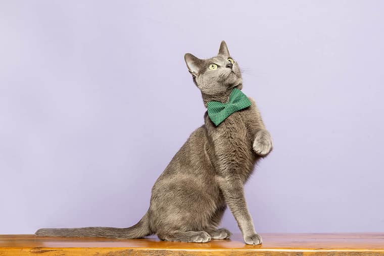 cat photographer from GTA area
