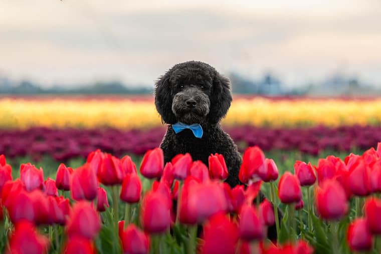 dog photoshoot taken at TASC 
