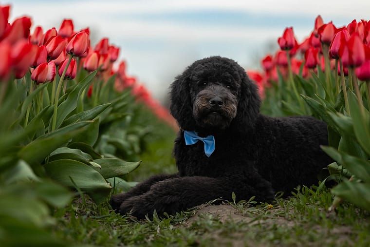 pet photoshoot at Tasc