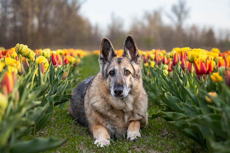 end of life pet photography at TASC