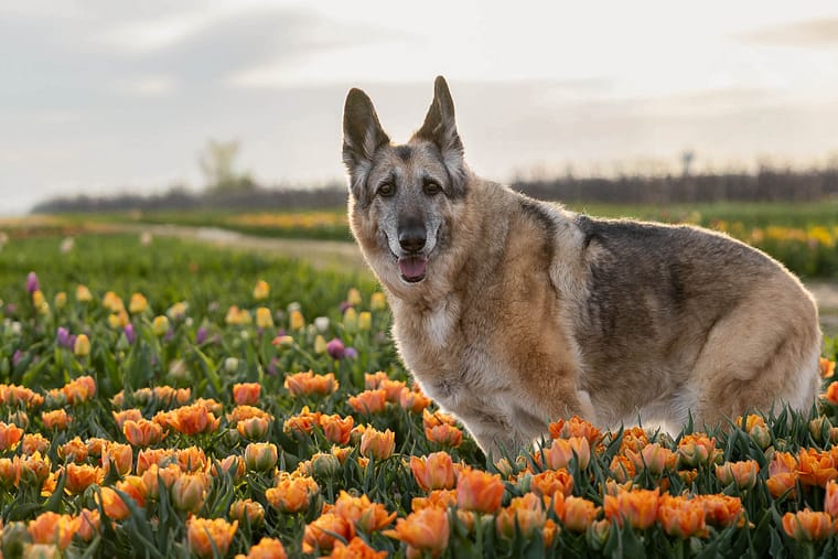 senior dog photoshoot taken at TASC 