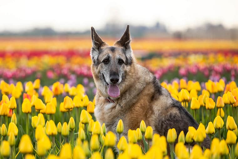 senior dog photoshoot at TASC