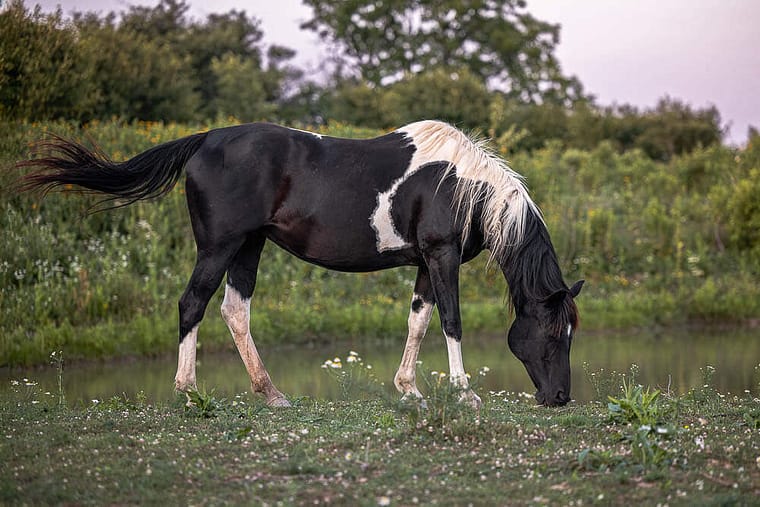 canadian equine photographer