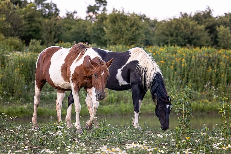 norfolk county equine photographer