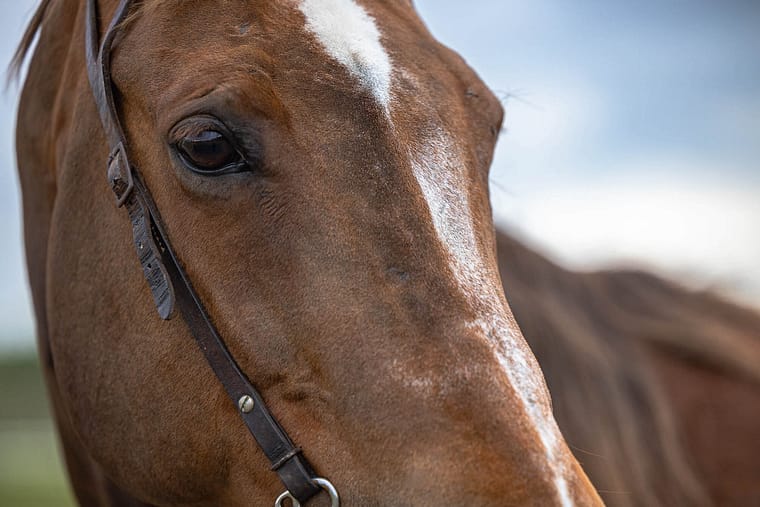 horse portrait taken in Cambridge, Ontario.
