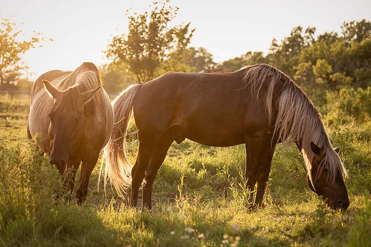 golden hour horse photography
