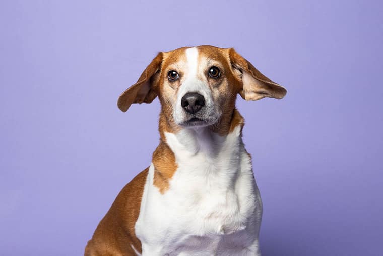 dog photography in Niagara Region