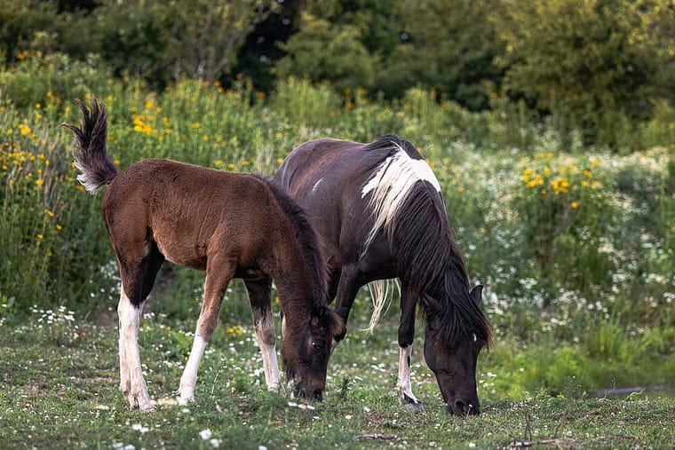 mare and foul portrait taken in Norfolk County