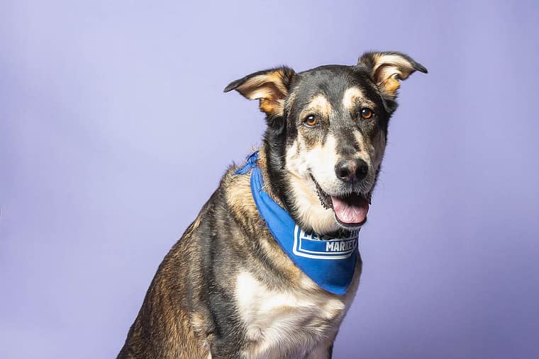 pet photography at Pet Country Market in Beamsville