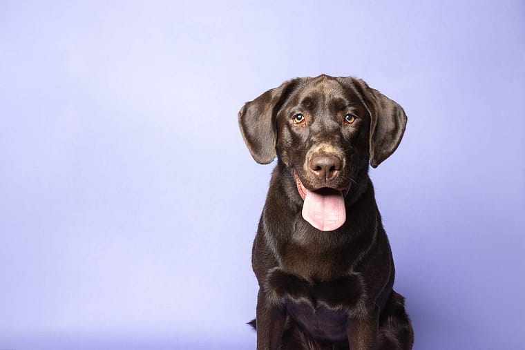 niagara dog photographer mini session