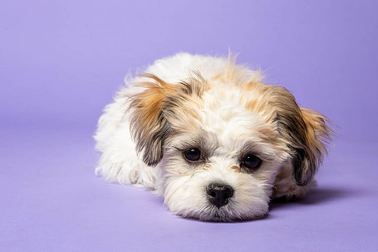 mini session at Pet Country Market in Beamsville