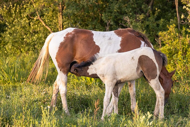 horse portrait taken in Norfolk County