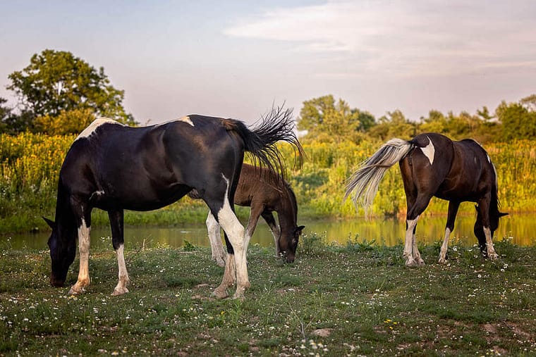 equine photography taken at the golden hour in Norfolk County, Ontario.