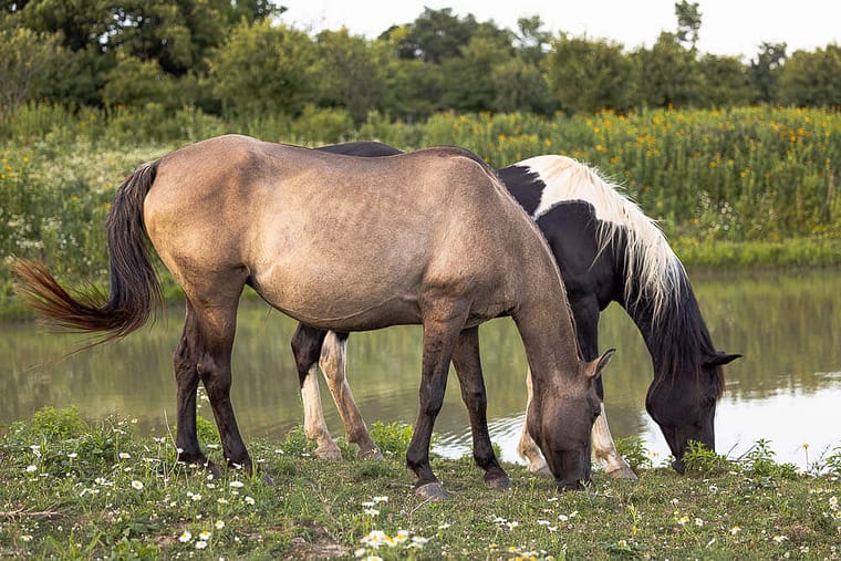 norfolk county, ontario horse photographer
