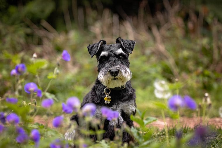 pet portrait taken at Alexander Muir Memorial Gardens