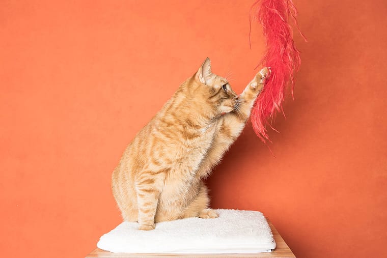 Fine art cat portrait with studio backdrop