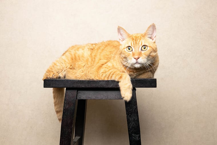 Brandford cat photographer takes an image of a cat chilling