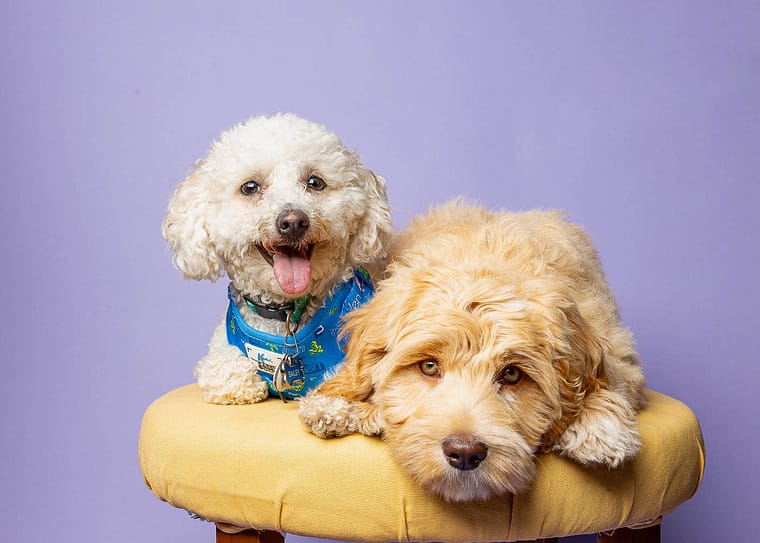 mini session at Pet country market in beamsville