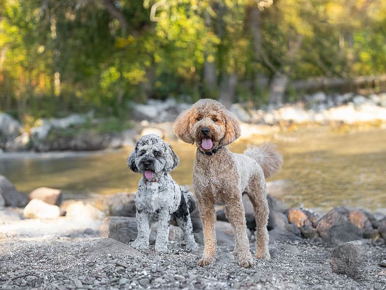 Pet Photography session in Burlington Ontario.