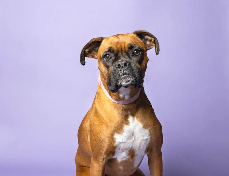 niagara pet photographer mini session at Pet Country Market