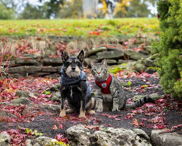 cat and dog photography at Oakville, Ontario.