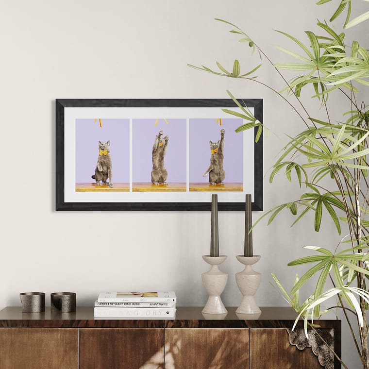 cat photographer turns images into artwork.