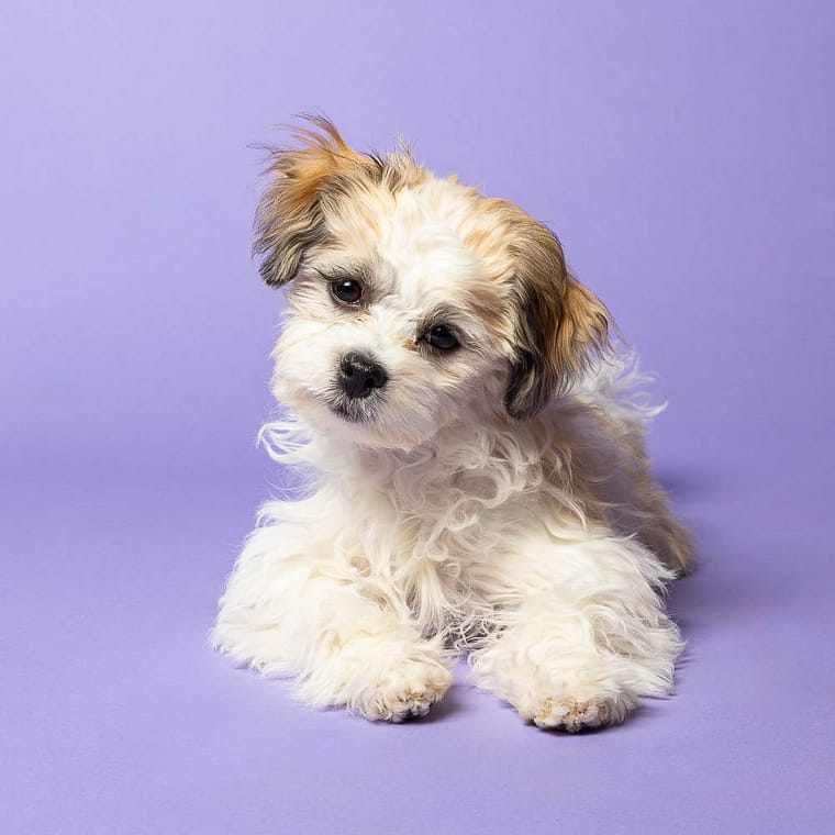 grimsby pet photographer mini session