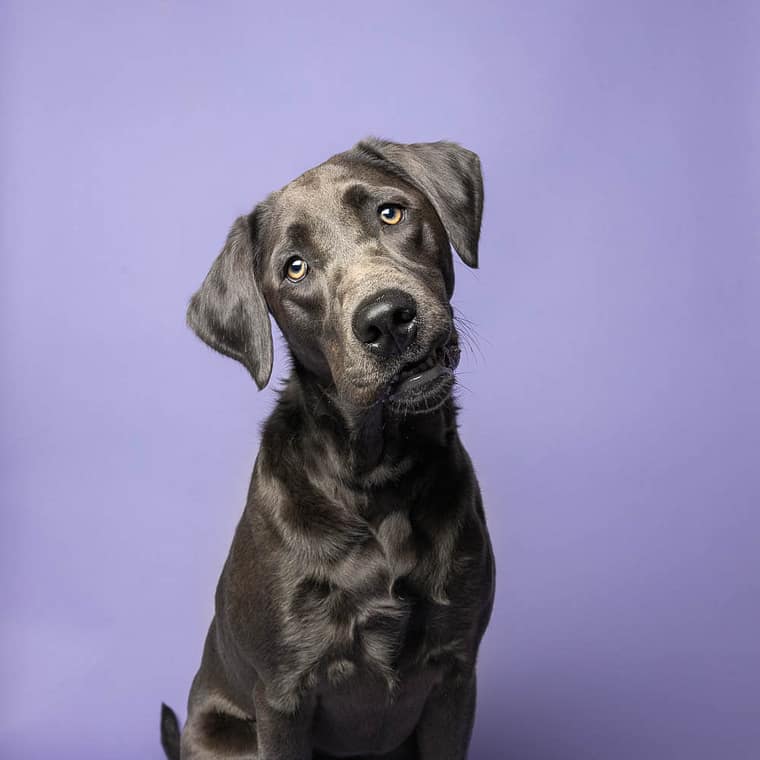 dog mini session in Niagara Region