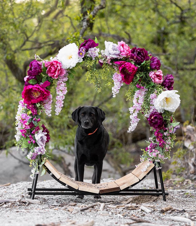 dog photoshoot near me in Mississauga