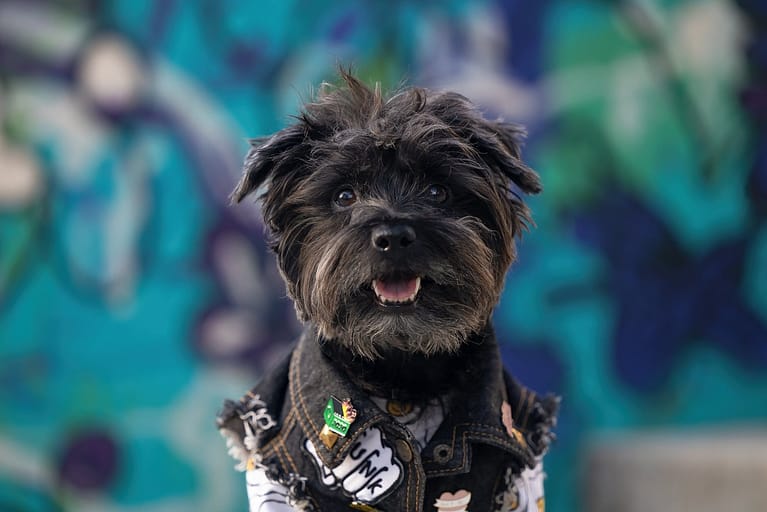 black schnauzer poses in front of a graffiti wall in Toronto