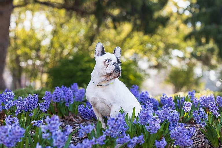 french bulldog among tulips at Gage Park