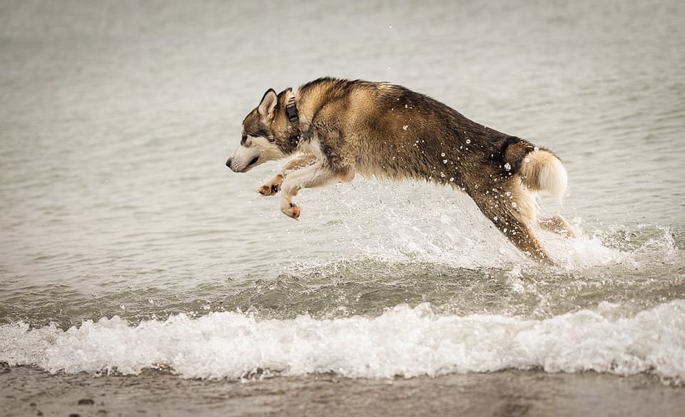 Husky jumping in the water in Hamilton, ON at Hutches Beach.